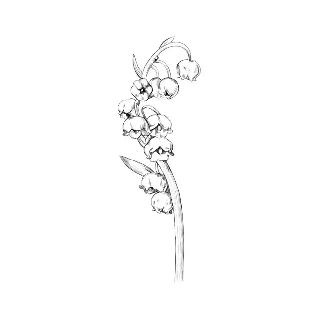 Gaetan Dep, Lily Of The Valley
